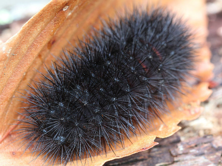 Leopard Moth caterpillar